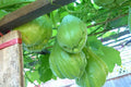 Chayote Squash Plant Live, Chayote Plant, Gallon Pot, Vegetable Plant for Gardening Indoor Outdoor, 7 to 9 Inc Tall
