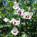 3 White Red Rose of Sharon Live Plant, Ornamental Flower Shrub, 2 Inch Tall