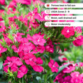Dianthus Plant Live, Dianthus Live Plant in Pot, 4-8 Inc Tall, Vibrant Blooms, Fragrant Hardy Perennial Flowers for Indoor Outdoor Growing (Pink Purple)