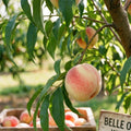 Peach Live Plant, Grafted Peach Plant 1 Feet Tall, Fruit Tree Well-Rooted for Planting (White)