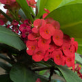 Crown of Thorns Plant Live, Red Euphorbia Milii Plant in 4 Inch Pot, Cactus Plant, Live Cactus Plant Indoor, Succulents Plant Live