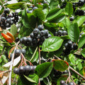 Black Chokeberry Tree Live Plant, Berry Bush, 1.5-2 Ft Tall
