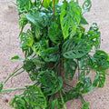 2 Monstera Plants Live, Live Monstera Plants, Swiss Cheese Plant Live Indoor, 4 to 5 Inc Tall