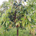 HASS Avocado Plant Live 6-10” Tall, Avocado Seedling Well-Rooted, Tropical Plant for Growing