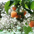 2 Fall Gold Raspberry Plants Live, Sweet Raspberry Bush 4-6 Inches Tall, Edible Fruit Tree for Outdoor Growing