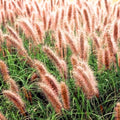 Red Grass Plant Live in 3.5 Inch Pot, Ornamental Grass Live Plant for Growing Your Garden