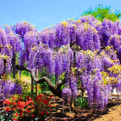 Set 3 Purple Wisteria Live Plants, 6 to 12 Inches Height, in Pot, Wisteria Vine Live Plants for Planting