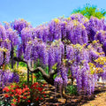 Purple Wisteria Live Plant for Planting, Wisteria Tree Live Plant 6 to 12 Inches Tall, in Pot, Wisteria Vine, Fragrant Wisteria Flowers