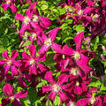 Clematis Vine Plant Live for Planting, Deep Red Clematis Plant Live in 2.5 Inches Pot, Clematis Flowers Perennial