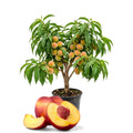 Deep Color Peach Tree Plant Live, Well-Rooted Fruit Tree, 1-2 Ft Tall