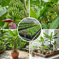 Dwarf Cavendish Banana Live Plant, Sweet Yellow Fruit Tree, 12 Inch Tall