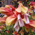 2 Red Shrimp Plants Live, Shrimp Live Plants, Justica Brandegeana Plant, 5 to 7 Inc Long, Live Shrimp Plants for Gardening Indoors and Outdoors