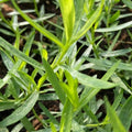 Set 3 French Tarragon Plants, 2-5 Inch Tall Tarragon Starter Plants, Live Herbs Plant for Garden