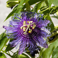 Passion Flower Plant, 4" Pot, Purple Passion Flower Vine Tree for Planting Indoors Outdoors