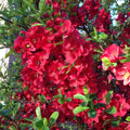 Quince Flowering Plant, Quince Flower Shrub Outdoor Planting, 5 to 7 Inch Tall (Red)