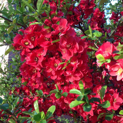 Quince Flowering Plant, Quince Flower Shrub Outdoor Planting, 5 to 7 Inch Tall (Red)