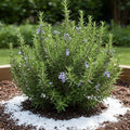 Rosemary Herb Plant Live 6-8'' Tall, Hardy Fragrant Rosemary Plants, Starter Herb in 4'' Pot, Outdoor Growing