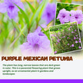 Purple Mexican Petunia Plant Live in 4" Pot, Petunias Live Plants from 3 to 5 Inches Tall, Perennial and Vibrant Flowers for Indoor Outdoor Planting