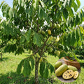 Pawpaw Live Plant, Pawpaw Fruit Tree, 1-2 Ft Tall