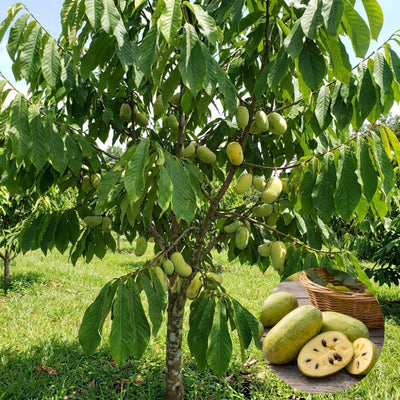 Pawpaw Live Plant, Pawpaw Fruit Tree, 1-2 Ft Tall