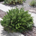 06 Rosemary Plants Live for Indoors, Fragrant Herbs Live Plant Indoor Outdoor Spring Planting, 4-8" in Tall, No Pot, (Fast-Growing Rosemary)