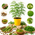 2PPP Live Moringa Plants, Oleifera Malunggay Trees 5-7 Inches Tall