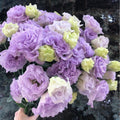 Eustoma Lisianthus Plants Live, Blue Eustoma Lisianthus Plant, 2–3 Inch Well Rooted Plug, Rose Plant for Container, Garden