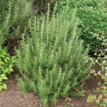 Rosemary Herb Plant Live 6-8'' Tall, Hardy Fragrant Rosemary Plants, Starter Herb in 4'' Pot, Outdoor Growing