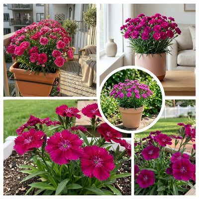 Dianthus Plant Live, Dianthus Live Plant in Pot, 4-8 Inc Tall, Vibrant Blooms, Fragrant Hardy Perennial Flowers for Indoor Outdoor Growing (Pink Purple)