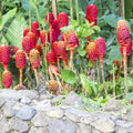 8 Shampoo Ginger Plants Live Roots, Awapuhi Ginger Bulbs Tuber for Planting, Zingiber Zerumbet Pinecone Ginger Plant, Red Ginger Lily Flowers Outdoor Growing