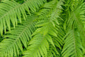 Fern Live Plant Indoors, 10 Cinnamon Fern Plants Live, 3 to 4 Inc Tall, 10 Bare Roots, No Plant