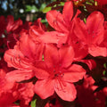 Red Azalea Plant Live, Cold Hardy Azalea Plant, Hardy Flowering Shrub for Outdoor Planting, 4-7 Inches Tall in 4'' Pot