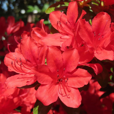 Red Azalea Plant Live, Cold Hardy Azalea Plant, Hardy Flowering Shrub for Outdoor Planting, 4-7 Inches Tall in 4'' Pot