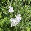 4 Mexican Petunia Live Plants 4–7 Inches Tall, Mexican Petunia Flowering Plants for Borders, Beds or Landscape (White)