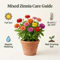 Zinnia Plant Live 4 Inch Pot, Zinnia Flowering Plant for Garden, Colorful Annual Flower Plant for Raised Beds, Patio Containers or Outdoor Growing, 4-8 Inches
