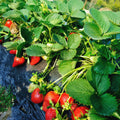 Set 10 Strawberry Bare Roots, Strawberry Plant Live, 5 to 7 Inc Tall, Fruit Garden (Red)