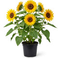 Live Yellow Sunflower Plant - 4-6" Tall Seedling in 4 Inch Pot