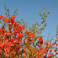 Orange Quince Flowering Plant, Double Quince Flower Shrub Outdoor Planting, 5 to 7 Inch Tall