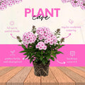 Soft Pink Phlox Plant Live 3-5" Tall, Phlox Live Plant, Flowering Perennial for Garden and Borders, No Pot