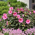 Luna Pink Swirl Hibiscus Plants Live 5-9" in Tall, Hardy Hibiscus Tree Live Plant Year-Round Blooming, No Pot, Outdoor Perennial Planting