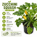 Green Summer Squash Live Plant in 4 Inch Pot, 4-6" Tall Zucchini