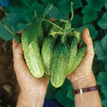 2 Green Cucumber Plants Live, 4 Inches Pot, Live Cucumber Plants from 3 to 5 Inches Long, Cucumber Starter Plants, Cucumber Live Plants for Garden
