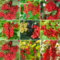 10-12" Red Currant Live Plant Tree for Spring Planting, Edible Fruit Shrub for Outdoor Garden or Container Planting Outdoor Growing