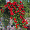 Climbing Roses Live Plant, Climbing Rose Plant Live, 5 to 7'' Tall, Fragrant Flower Bush Plants for Gardening (Don Juan)