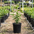 White Red Rose of Sharon Plant, Summer Bloom Garden Shrub, 6-12 Inch Tall
