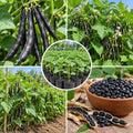 Live Black Bean Plant, Bean Bush Plants, 3-5 Inches Tall