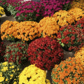 2 Assorted Chrysanthemum Plants Live, Vibrant Mum Flower Plants for Garden Landscape from 5 Inc Long