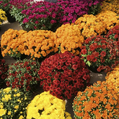 2 Assorted Chrysanthemum Plants Live, Vibrant Mum Flower Plants for Garden Landscape from 5 Inc Long