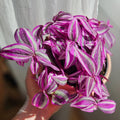 Pink Wandering Jew Plant Live, Variegated Wandering Live in 3.2 Inches Pot, Vibrant Foliage Indoor Houseplant