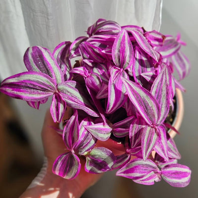Pink Wandering Jew Plant Live, Variegated Wandering Live in 3.2 Inches Pot, Vibrant Foliage Indoor Houseplant